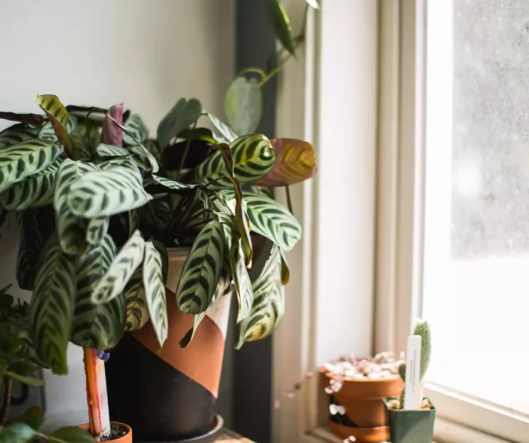 planta in casa